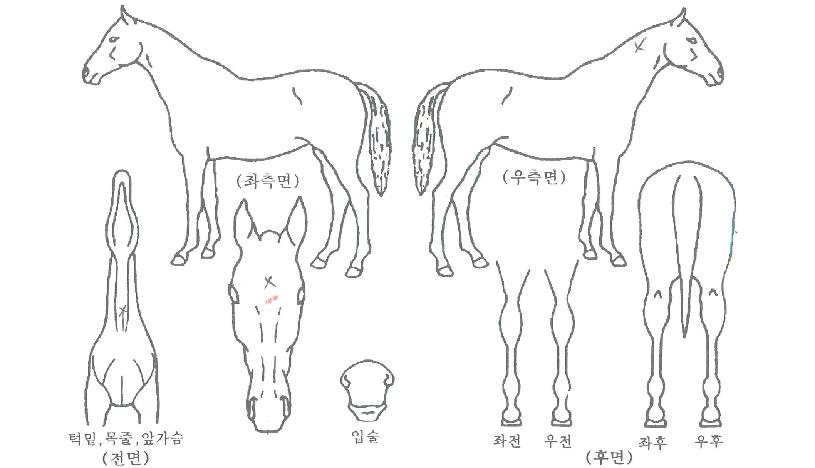 ���ǵ帶��Ʈ�� ����,���,�޸�,�λ�,�ٸ��� Ư¡����