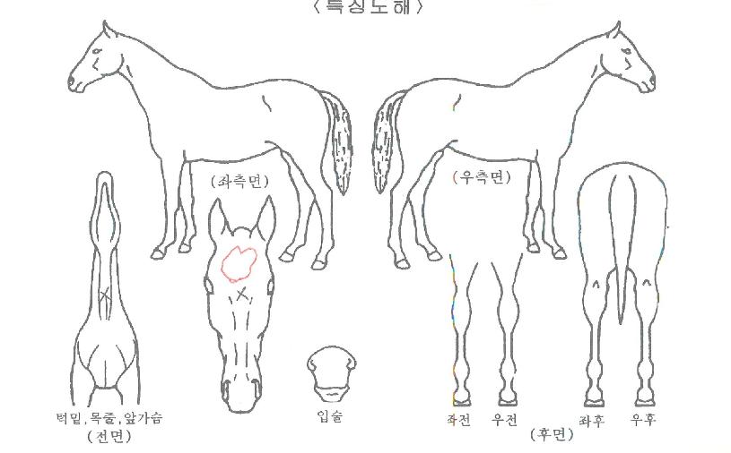 ÇѶóÃÖ°ÀÇ Ãø¸é,¿ì¸é,µÞ¸é,µÎ»ó,´Ù¸®ÀÇ Æ¯Â¡µµÇØ