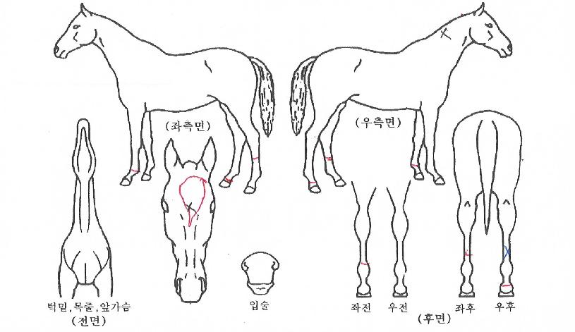 ��Ÿ���� ����,���,�޸�,�λ�,�ٸ��� Ư¡����