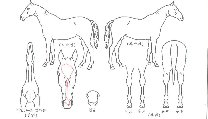 °ñµçÂù½ºÀÇ Ãø¸é,¿ì¸é,µÞ¸é,µÎ»ó,´Ù¸®ÀÇ Æ¯Â¡µµÇØ