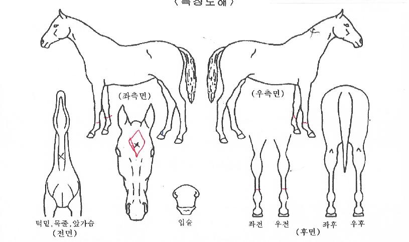 ��������� ����,���,�޸�,�λ�,�ٸ��� Ư¡����