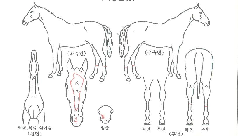 �Ķ���̽���Ʈ���ڸ��� ����,���,�޸�,�λ�,�ٸ��� Ư¡����