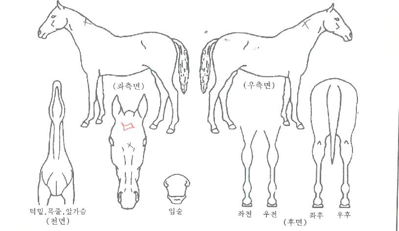 �ؿ������� ����,���,�޸�,�λ�,�ٸ��� Ư¡����