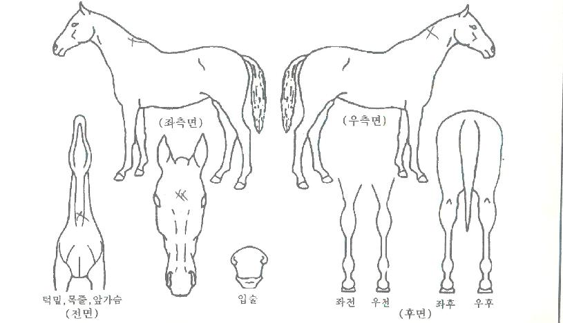 ���ǻ���� ����,���,�޸�,�λ�,�ٸ��� Ư¡����