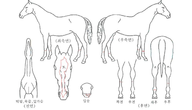 ȣ������ ����,���,�޸�,�λ�,�ٸ��� Ư¡����