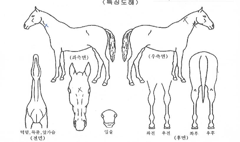 �Ÿ����� ����,���,�޸�,�λ�,�ٸ��� Ư¡����