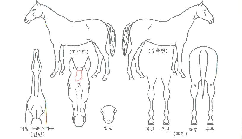 ���̽�è�Ǿ��� ����,���,�޸�,�λ�,�ٸ��� Ư¡����