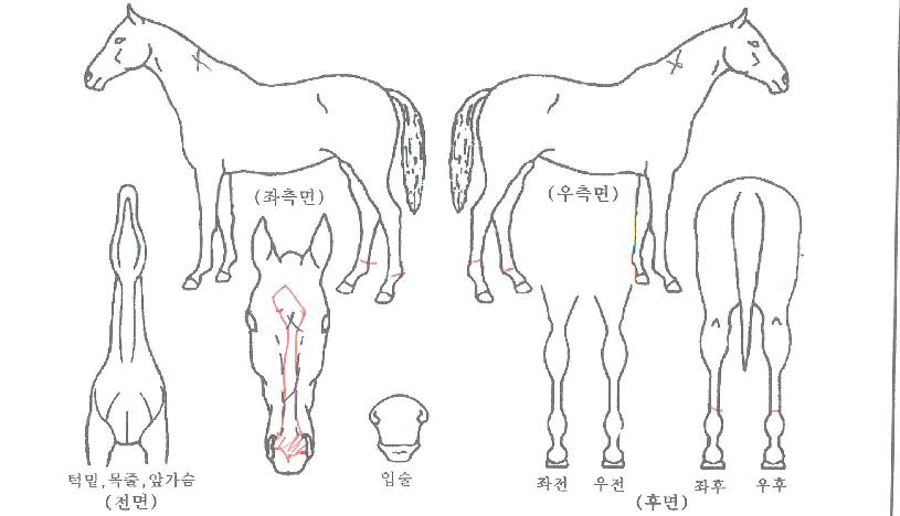 �帲��Ű�� ����,���,�޸�,�λ�,�ٸ��� Ư¡����