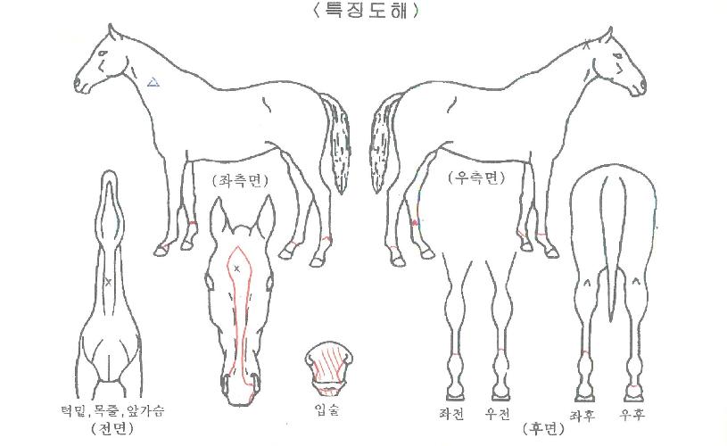 ��õ�ż����� ����,���,�޸�,�λ�,�ٸ��� Ư¡����