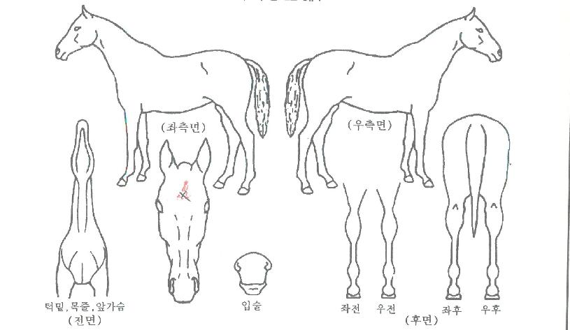 ¿¬½Â¹Ì¼ÒÀÇ Ãø¸é,¿ì¸é,µÞ¸é,µÎ»ó,´Ù¸®ÀÇ Æ¯Â¡µµÇØ