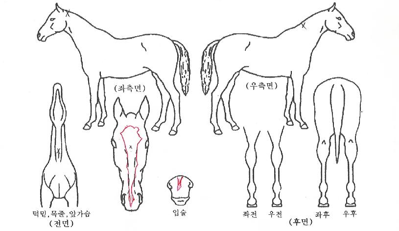 �����۷θ��� ����,���,�޸�,�λ�,�ٸ��� Ư¡����