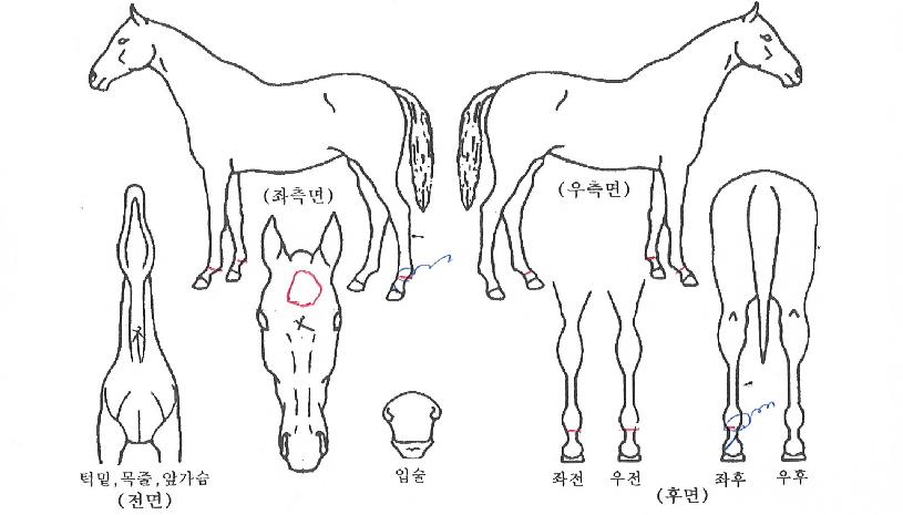 �̹����� ����,���,�޸�,�λ�,�ٸ��� Ư¡����