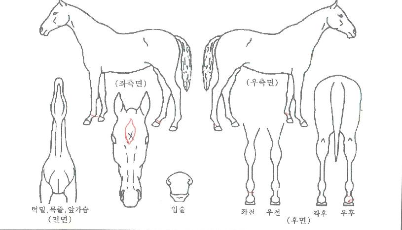 �Ӵ�����ڸ��� ����,���,�޸�,�λ�,�ٸ��� Ư¡����