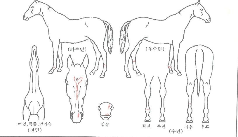 ��ī������ ����,���,�޸�,�λ�,�ٸ��� Ư¡����