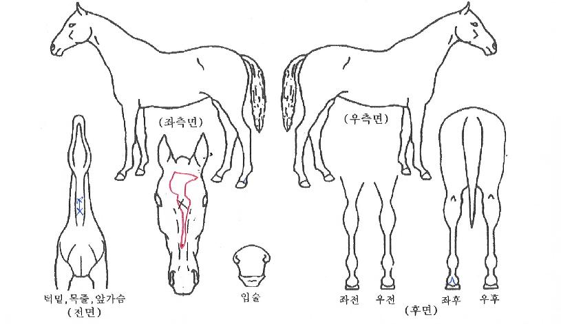 �޻�Ÿ���� ����,���,�޸�,�λ�,�ٸ��� Ư¡����