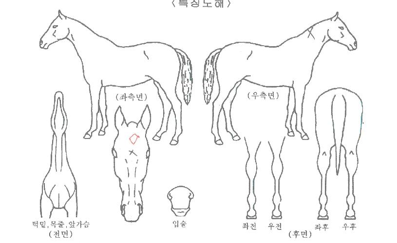 Å«¹Ú¼öÀÇ Ãø¸é,¿ì¸é,µÞ¸é,µÎ»ó,´Ù¸®ÀÇ Æ¯Â¡µµÇØ