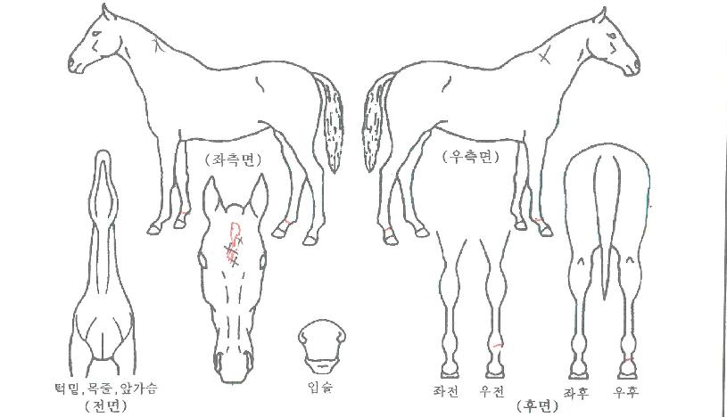 �����̷������� ����,���,�޸�,�λ�,�ٸ��� Ư¡����