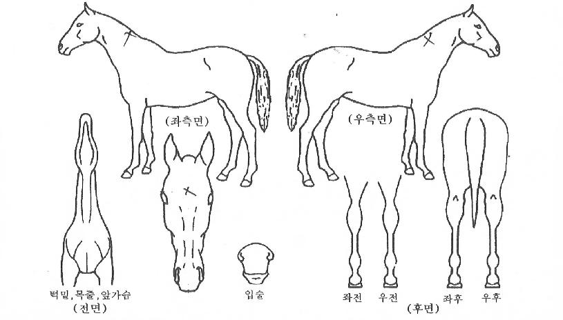 ÆÄ¿öºò¾¾ÀÇ Ãø¸é,¿ì¸é,µÞ¸é,µÎ»ó,´Ù¸®ÀÇ Æ¯Â¡µµÇØ
