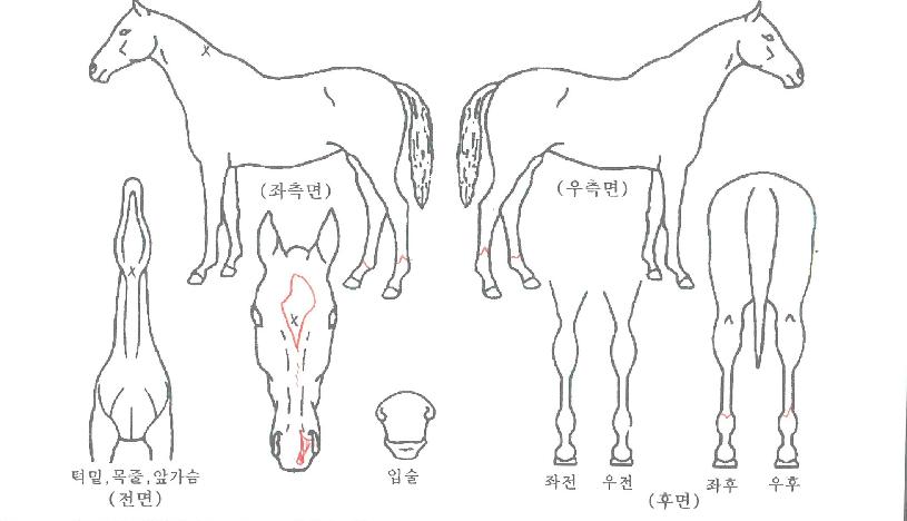 ¹Ì½º»çµð¶óÀÚ¸¶ÀÇ Ãø¸é,¿ì¸é,µÞ¸é,µÎ»ó,´Ù¸®ÀÇ Æ¯Â¡µµÇØ
