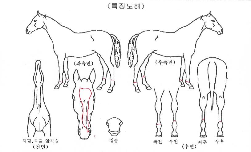 ���ξ����� ����,���,�޸�,�λ�,�ٸ��� Ư¡����