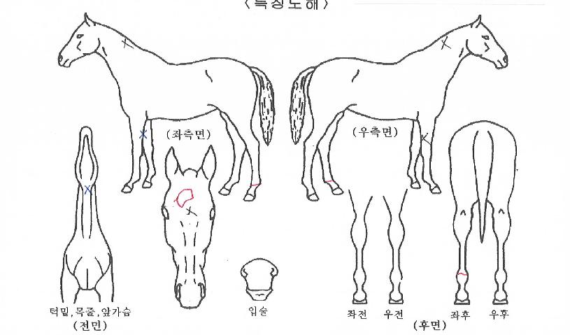 ��纸���� ����,���,�޸�,�λ�,�ٸ��� Ư¡����