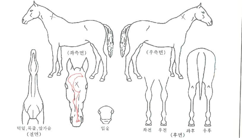 �𼿶��ڸ��� ����,���,�޸�,�λ�,�ٸ��� Ư¡����