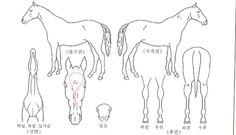 ¸ÅÁöÄüÛÀÇ Ãø¸é,¿ì¸é,µÞ¸é,µÎ»ó,´Ù¸®ÀÇ Æ¯Â¡µµÇØ