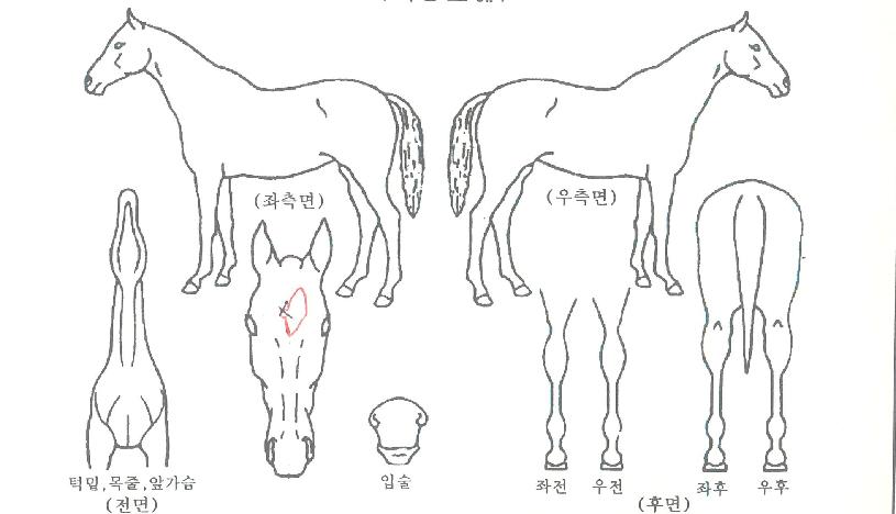 Å©¸®½ºÅнÌÅ·ÀÇ Ãø¸é,¿ì¸é,µÞ¸é,µÎ»ó,´Ù¸®ÀÇ Æ¯Â¡µµÇØ