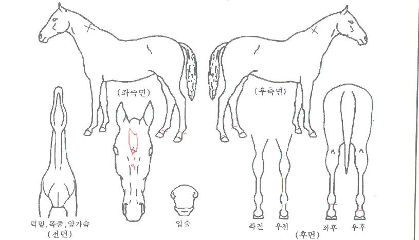 ºòÅÍ¿þÀÌÀÇ Ãø¸é,¿ì¸é,µÞ¸é,µÎ»ó,´Ù¸®ÀÇ Æ¯Â¡µµÇØ
