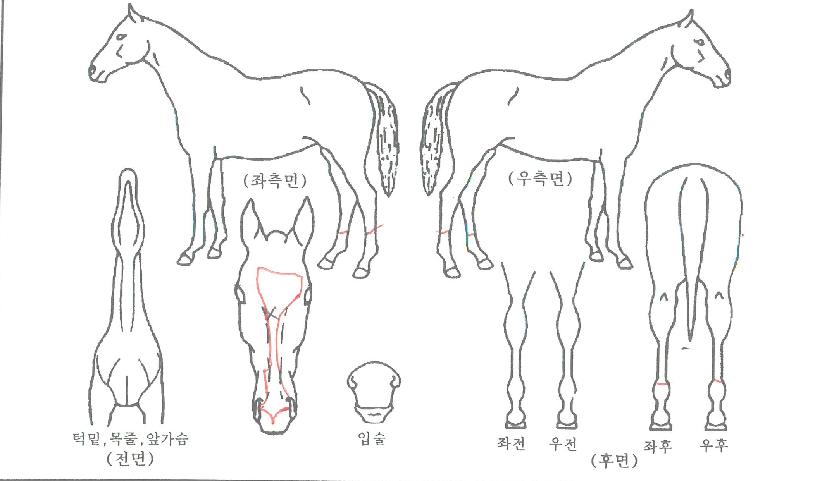 ����Ʈ�йи��� ����,���,�޸�,�λ�,�ٸ��� Ư¡����