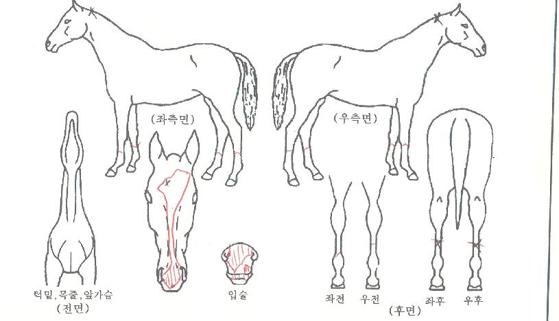 ��´������� ����,���,�޸�,�λ�,�ٸ��� Ư¡����