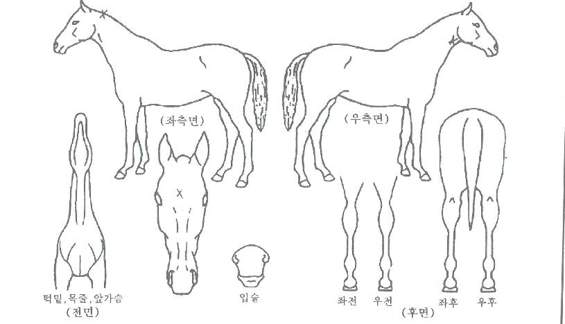 ��´�ĸƾ�� ����,���,�޸�,�λ�,�ٸ��� Ư¡����