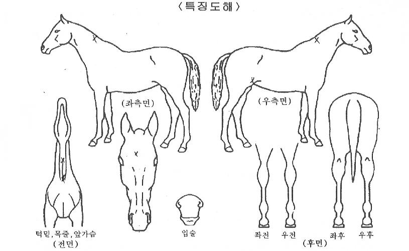 ���ù�Ʈ�� ����,���,�޸�,�λ�,�ٸ��� Ư¡����