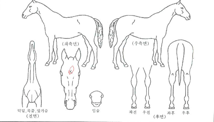 ���̵������ ����,���,�޸�,�λ�,�ٸ��� Ư¡����