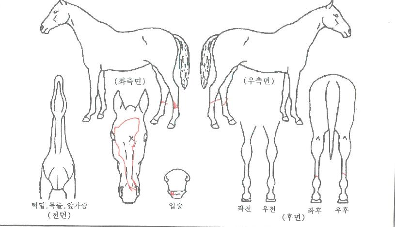 °¡¼ÓÁִϾîÀÇ Ãø¸é,¿ì¸é,µÞ¸é,µÎ»ó,´Ù¸®ÀÇ Æ¯Â¡µµÇØ