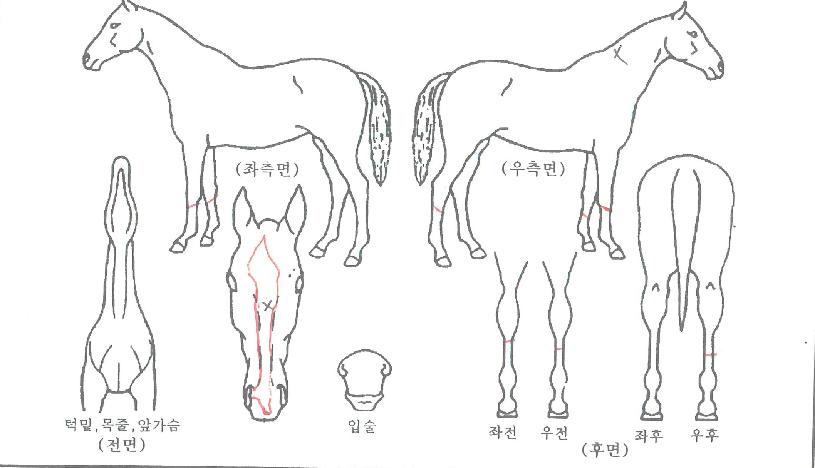¼ºÎ±ÂÀÇ Ãø¸é,¿ì¸é,µÞ¸é,µÎ»ó,´Ù¸®ÀÇ Æ¯Â¡µµÇØ