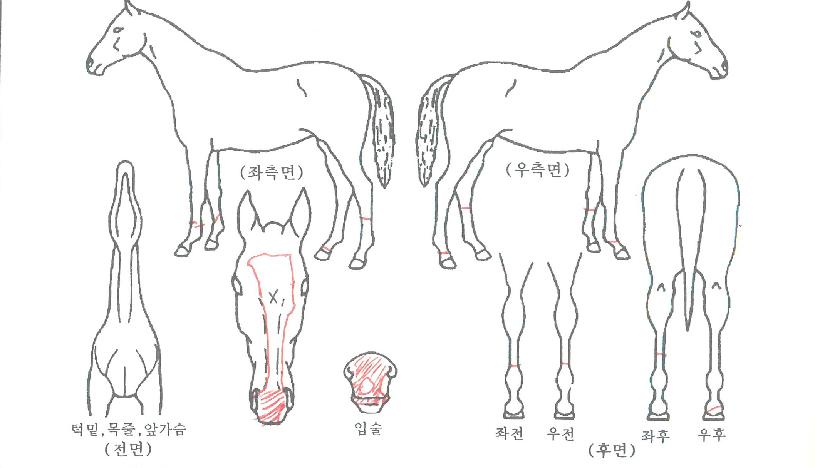 »çºê¸®³ªÀÇ Ãø¸é,¿ì¸é,µÞ¸é,µÎ»ó,´Ù¸®ÀÇ Æ¯Â¡µµÇØ