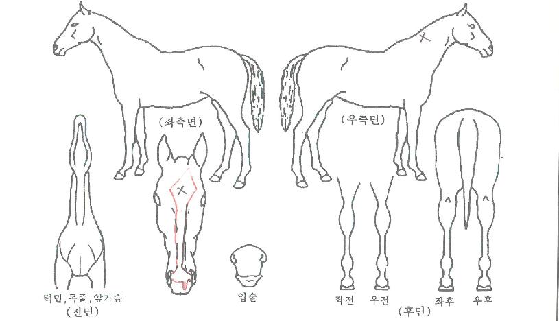 ����Ư���� ����,���,�޸�,�λ�,�ٸ��� Ư¡����