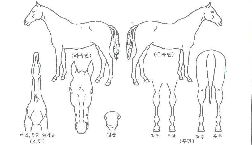 ´õÀ©ÀÇ Ãø¸é,¿ì¸é,µÞ¸é,µÎ»ó,´Ù¸®ÀÇ Æ¯Â¡µµÇØ