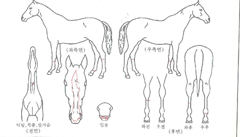 Ǫ������� ����,���,�޸�,�λ�,�ٸ��� Ư¡����