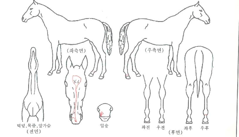 ¾Æµ¨½º¸¶Æ®ÀÇ Ãø¸é,¿ì¸é,µÞ¸é,µÎ»ó,´Ù¸®ÀÇ Æ¯Â¡µµÇØ