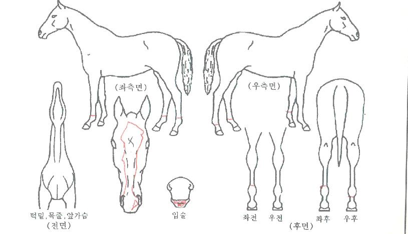 ·±´øÅ¸À̰ÅÀÇ Ãø¸é,¿ì¸é,µÞ¸é,µÎ»ó,´Ù¸®ÀÇ Æ¯Â¡µµÇØ