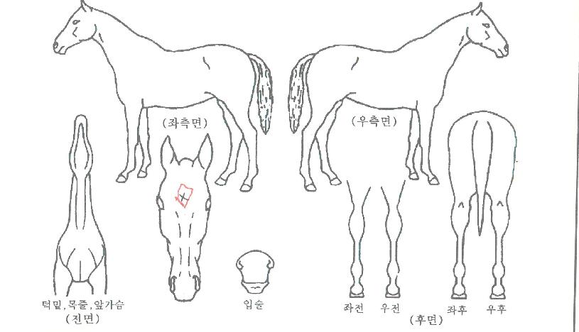 ½Ã´õ½ºÅ¸ÀÚ¸¶ÀÇ Ãø¸é,¿ì¸é,µÞ¸é,µÎ»ó,´Ù¸®ÀÇ Æ¯Â¡µµÇØ