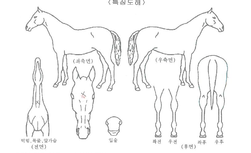 ����ī�� ����,���,�޸�,�λ�,�ٸ��� Ư¡����