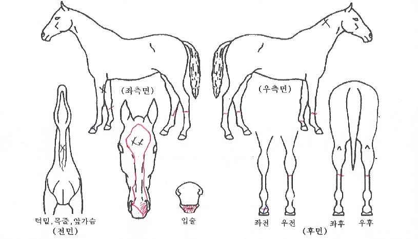 �ø�Ʈ������ ����,���,�޸�,�λ�,�ٸ��� Ư¡����