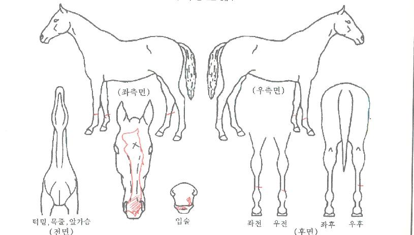 �����Ŀ��� ����,���,�޸�,�λ�,�ٸ��� Ư¡����