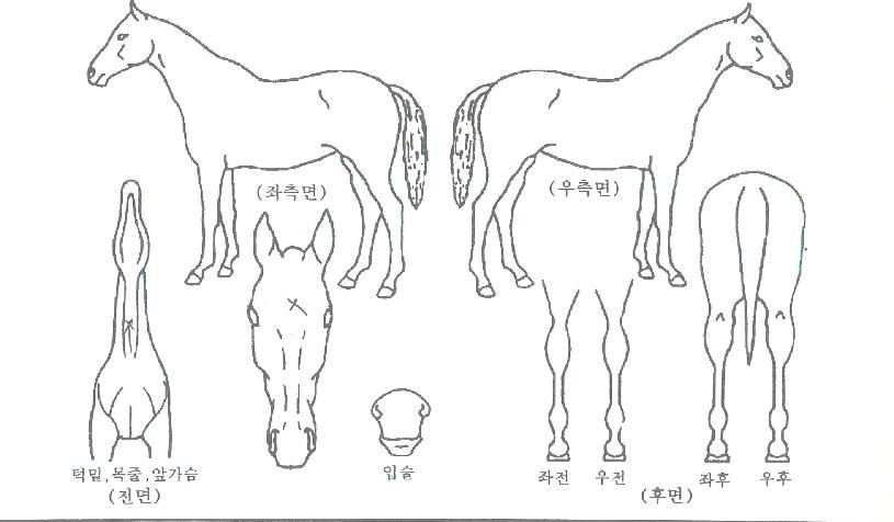 ĳġ������ ����,���,�޸�,�λ�,�ٸ��� Ư¡����
