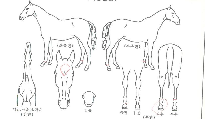 ¼ö·ÁÇÑÀÚ¸¶ÀÇ Ãø¸é,¿ì¸é,µÞ¸é,µÎ»ó,´Ù¸®ÀÇ Æ¯Â¡µµÇØ