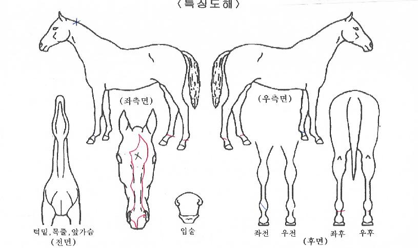 ³ë¸£¿þÀ̼µåÀÇ Ãø¸é,¿ì¸é,µÞ¸é,µÎ»ó,´Ù¸®ÀÇ Æ¯Â¡µµÇØ