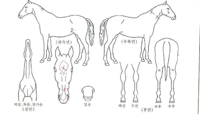 �Ƶ�����Ʈ�� ����,���,�޸�,�λ�,�ٸ��� Ư¡����